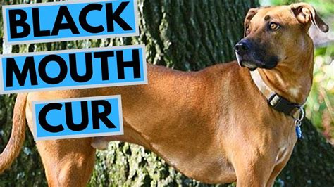Black Mouth Cur Dog Breed Facts And Information Youtube