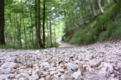 Free Images Tree Nature Forest Wilderness Trail Sunlight Leaf