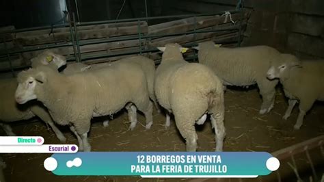 Borregos En Venta Para La Feria De Trujillo Canal Extremadura