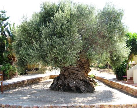 The Significance Of The Olive Tree In Palestine Bethlehem Bible College