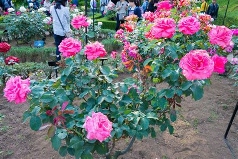 Rose Flower Hojun At Kyu Furukawa Gardens In Tokyo Japan Editorial