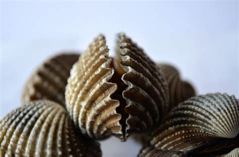 Free Images Ocean Pile Food Seafood Invertebrate Seashell Clam