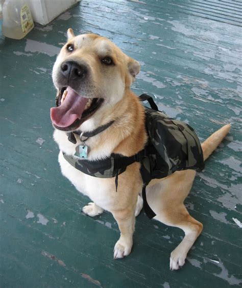 Just enter your zip code and we'll show you your closest stores. DIY Dog Hiking Backpack - petdiys.com
