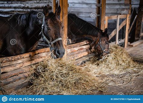 Lunch In A Wooden Stable Two Horses Eating Hay From Their Stalls Stock