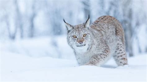 Into The Wild Could Lynx Be Reintroduced To Scotland Bbc News