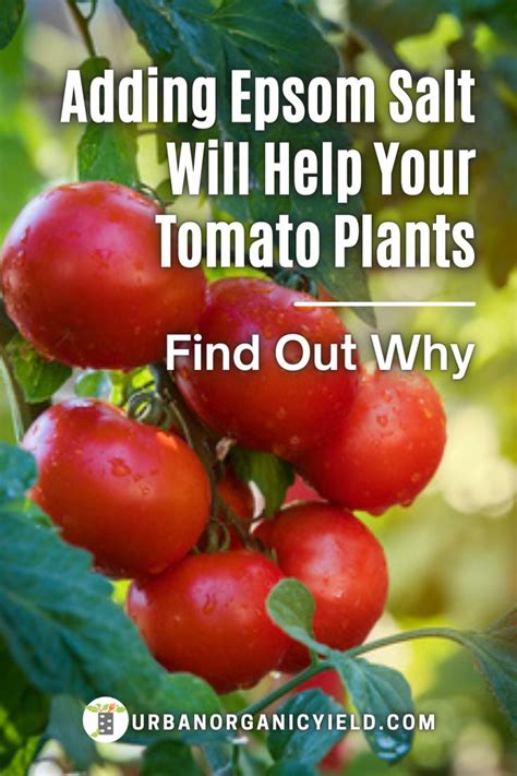 Homemade Tomato Fertilizer Using Epsom Salt In Your Garden Epsom Salt