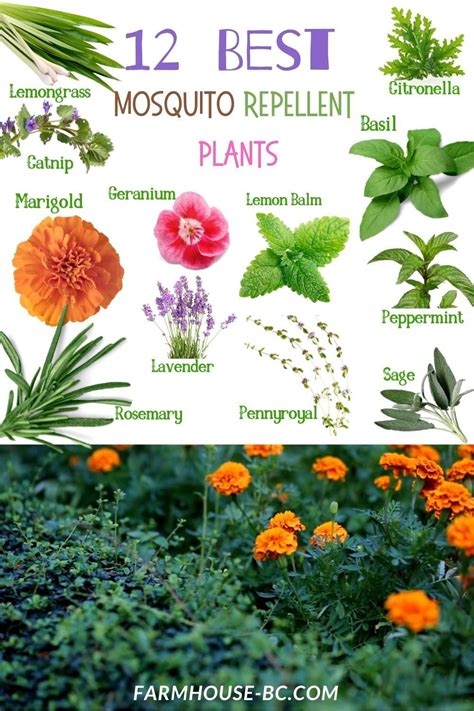 Best 12 Mosquito Repellent Plants To Grow This Spring To Deter