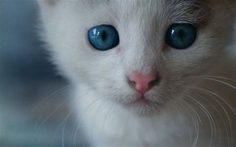 Maybe you would like to learn more about one of these? White Cats | Kittens Whiskers
