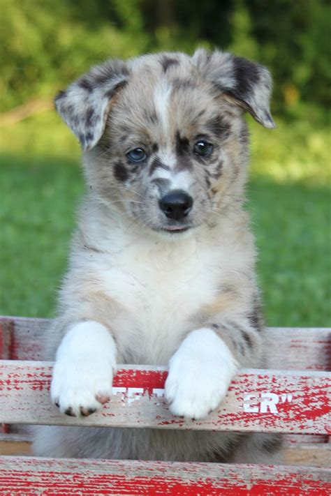 Puppyfinder.com is your source for finding an ideal siberian husky puppy for sale near lancaster, ohio, usa area. Puppies for Sale (With images) | Puppies, Cute dogs and ...