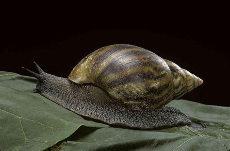10 Spectacular Snail Species