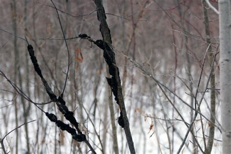 Black Knot Fungi Of Northern Maine · Inaturalist