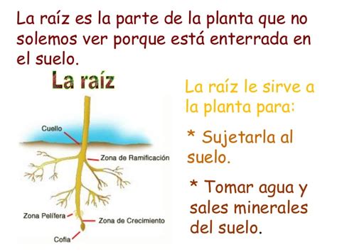 ¿cuál Es La Función De La Raíz De La Planta Blog Didáctico