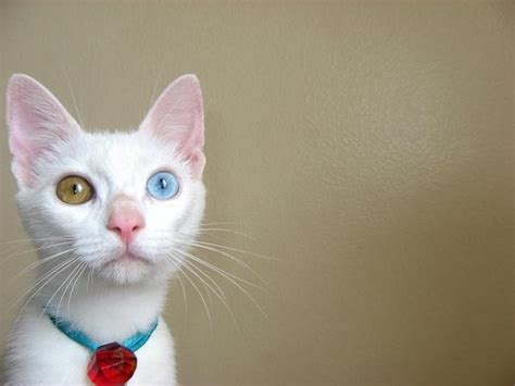 15 Amazing Odd Eyed Cats Amazing Creatures