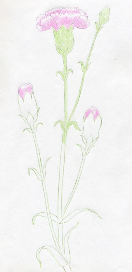 06.11.2019 · how to draw a carnation flower. How To Draw Carnation