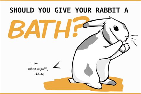 How To Give Your Rabbit A Bath And What Not To Do