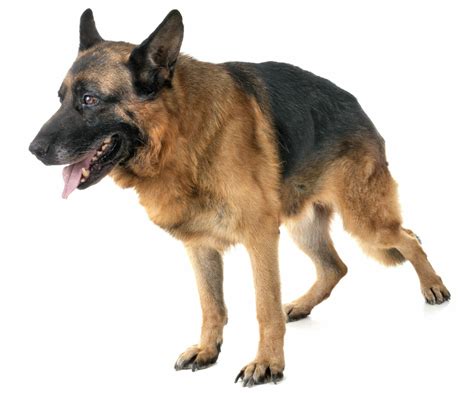 Hip Dysplasia In German Shepherds Prevention And Treatment
