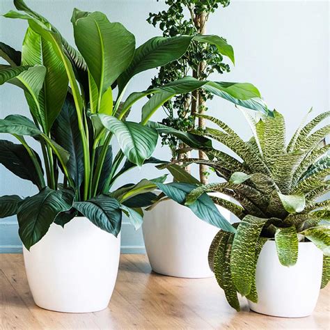 How House Plants Keep You Healthy Quiet Corner