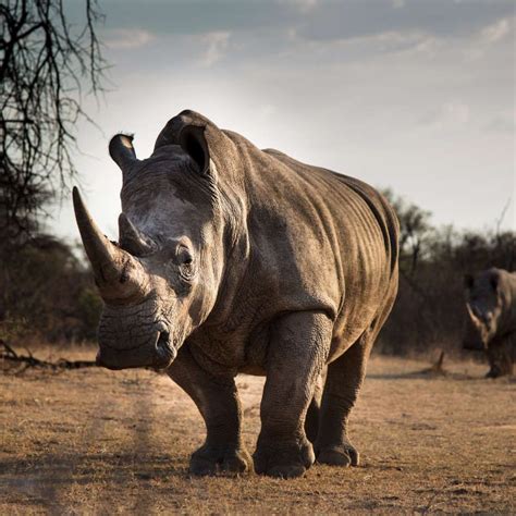 African Rhino African Wildlife African Animals Wildlife Nature