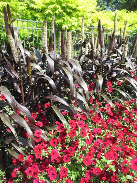 Chartreuse foliage is more prominent when planted in partial sun. Ornamental Millet (Pennisetum) - Rotary Botanical Gardens