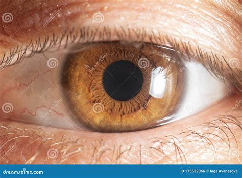 Human Eye Close Up Macro Photography Stock Photo Image Of Eyeball