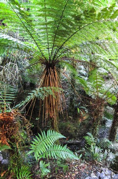 A Massive Tree Fern Cyathea Sp In The Temperate Rainforest On New