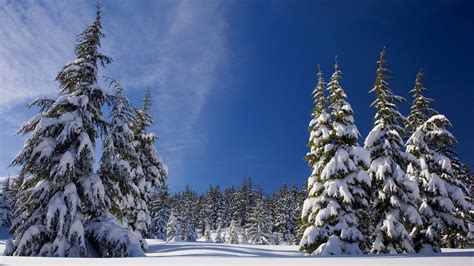 1920x1080 Winter Snow Pine Trees Laptop Full Hd 1080p Hd 4k Wallpapers