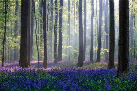 Theres A Mystical Forest In Belgium All Carpeted With