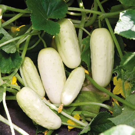 White Wonder Cucumber Seeds Usa Garden Vegetable Albino Ivory Etsy