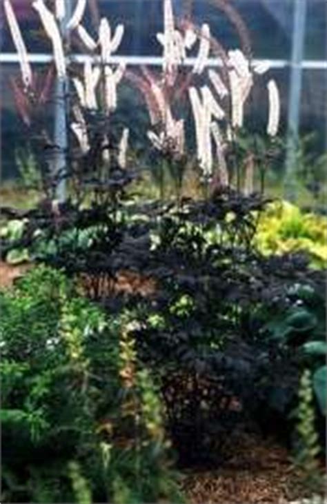 Check spelling or type a new query. Cimicifuga - ramosa Hillside Black Beauty - Les Vivaces du ...