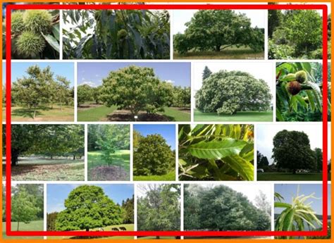 Chestnut Trees For Sale, Near Me 2021 | Tree Types