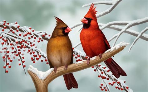 Cardinal Bird Wallpapers 59 Background Pictures