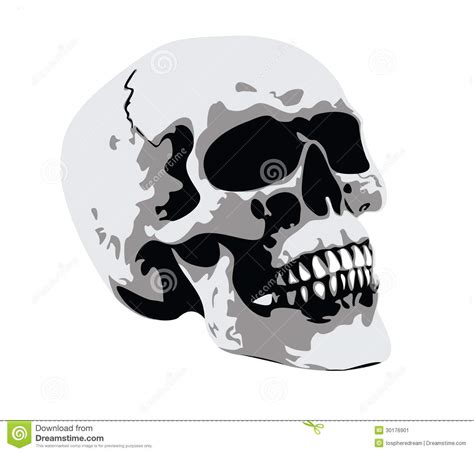 Skull stock vector. Illustration of anatomy, horror, ancient - 30176901