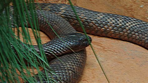 Can You Name These 40 Venomous Snakes In 5 Minutes Howstuffworks
