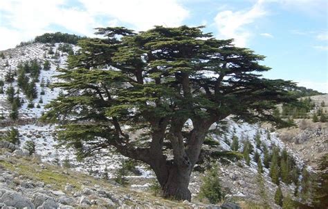 Facts About Cedars Of God In Lebanon