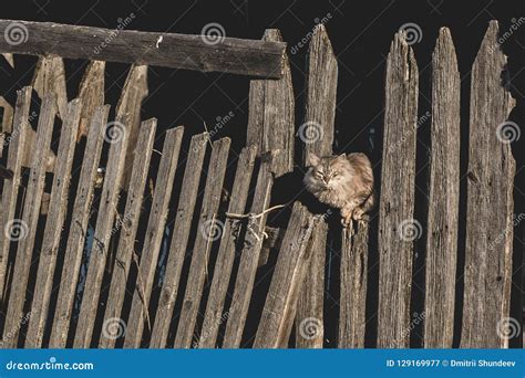 Fluffy Gray Cat Sitting On Old Fence Stock Image Image Of Color