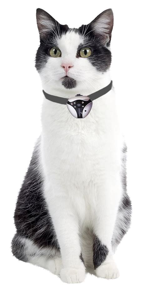 4 Best Cat Camera Collars To Make Your Cat A Youtube Star Caring Cat