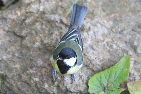 Heimische Gartenvögel Vögel im Garten bestimmen Gartenlexikon de