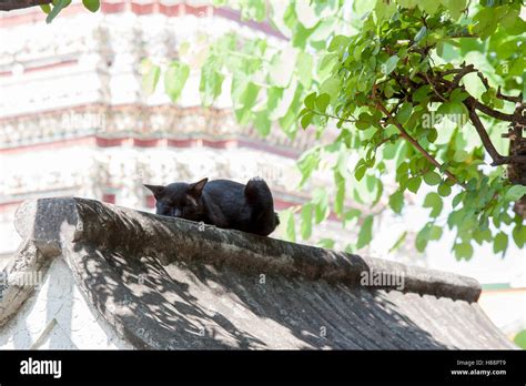 Sleeping Black Cat Stock Photo Alamy