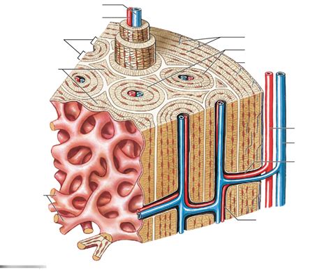 Organization Of Compact And Spongy Bone Diagram Diagram Quizlet