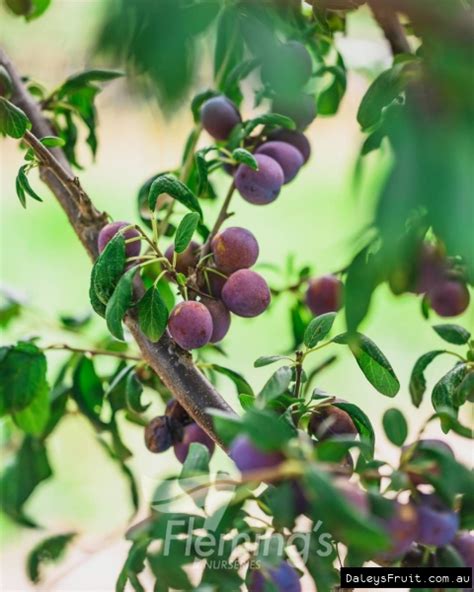 Buy Dwarf Plum Damson Grafted Fruit Tree In Australia Prunus Domestica