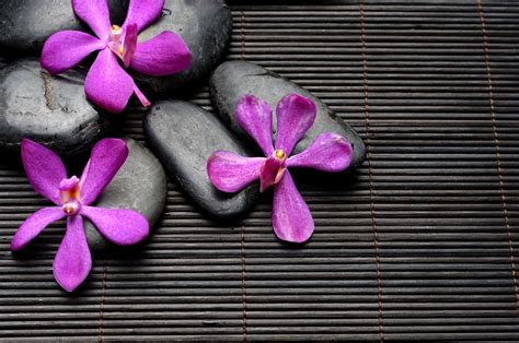 Zen Flower Wallpapers Top Free Zen Flower Backgrounds Wallpaperaccess