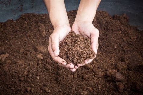 What Is Peat Moss And Is It Useful For Your Garden Gardening Mentor