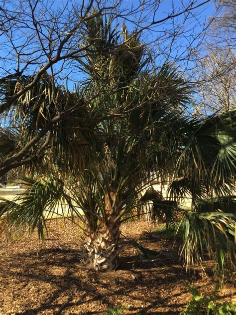 Georgia's latitude and position between the gulf and atlantic along with the topography at the base of the appalachians with wind currents that bring moisture (lifting clouds mean precipitation, green plants. Cabbage Palm | Arboretum | Georgia Institute of Technology ...
