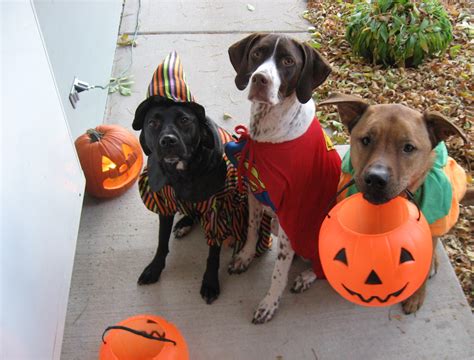 Enter Your Dog In The Esplanades Puppy Costume Contest Oct 24 31