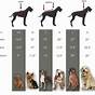 Dog Breed Sizes Chart