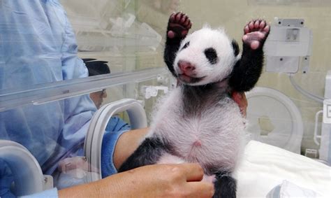 Baby Panda Born At Taipei Zoo Yuan Zai Meets Mom For The