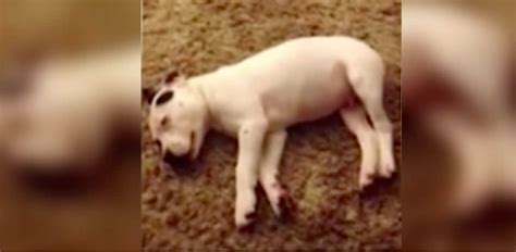 Dad Captures Adorable Puppy Farting So Loudly He Wakes Himself Up In A