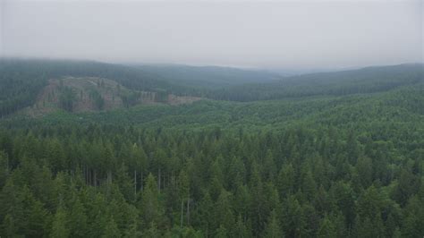 5k Stock Footage Aerial Video Fly Over Evergreen Forest To Approach A