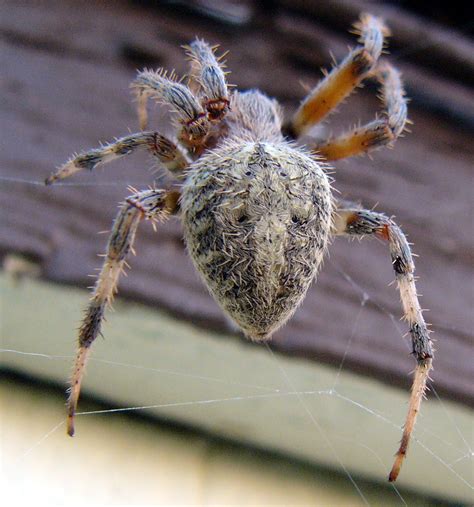 Shocking Barn Spiders Photos Loexta