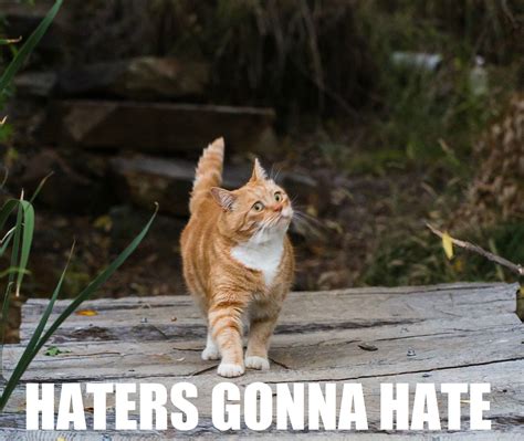 cat, Meme, Quote, Funny, Humor, Grumpy, Sadic Wallpapers HD / Desktop ...